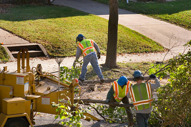 Reliable Lewiston, UT Tree Service Solutions